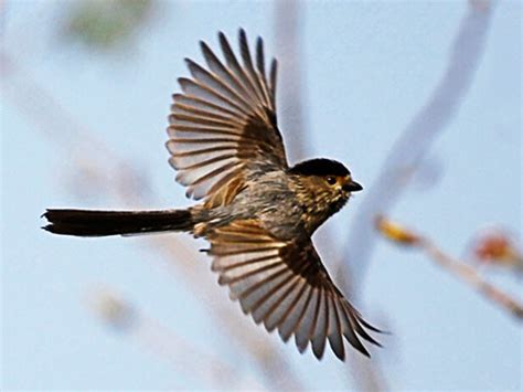 夢見鳥飛進房間|夢見鳥飛進家裡是什麼意思